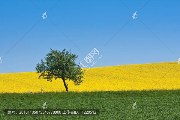 油菜田