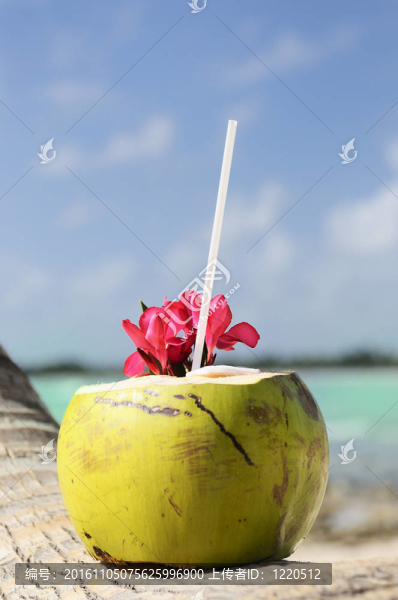 椰子與飲用稻草在棕櫚樹在海上