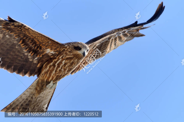 飛黑鳶。
