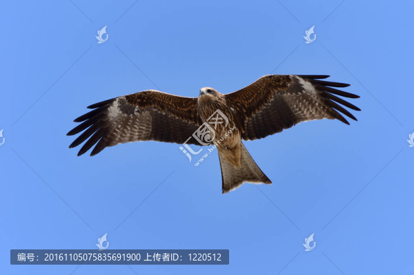 飛黑鳶。