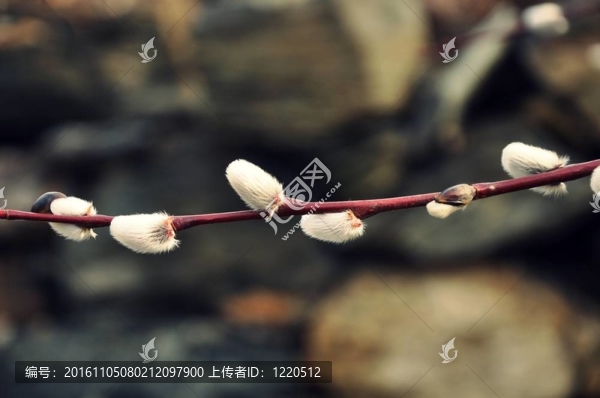 盛開的花序枝