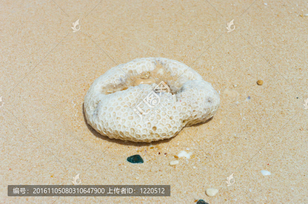 珊瑚巖