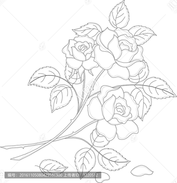 花玫瑰；輪廓
