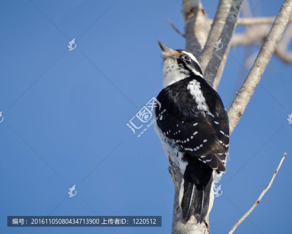 毛發(fā)啄木鳥(niǎo)1