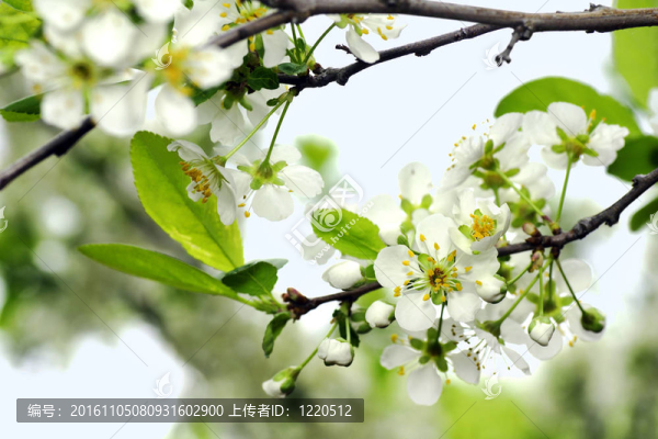 蘋果樹的花