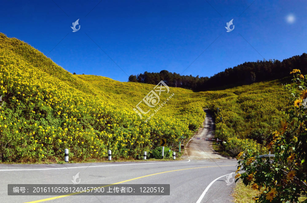 墨西哥向日葵雜草在山上的樣子。