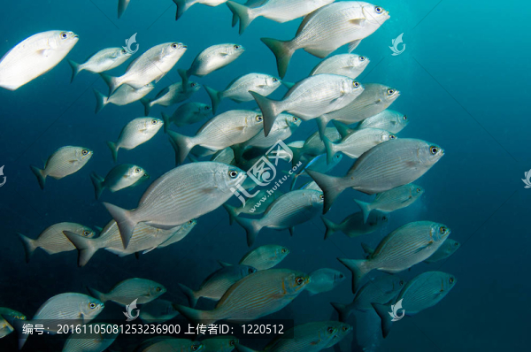一個(gè)學(xué)校的百慕大群島鰱魚(yú)公海游泳