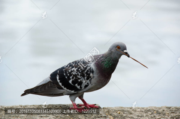 野鴿
