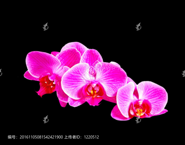 蘭黑色