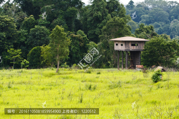 動(dòng)物觀塔