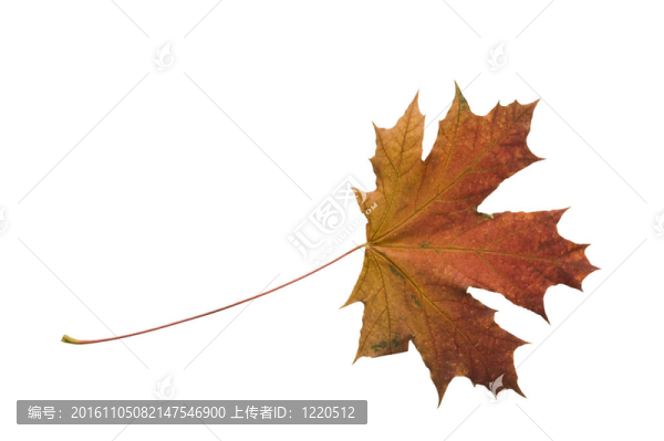 秋天的楓葉在白色的背景上