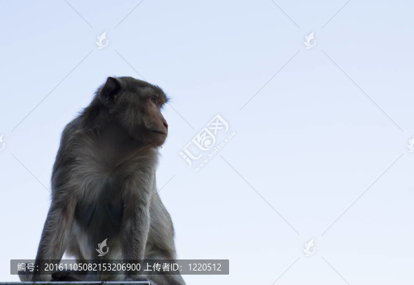 獼猴