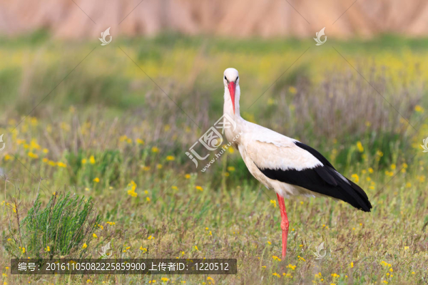 白鸛（Ciconia,ciconia）