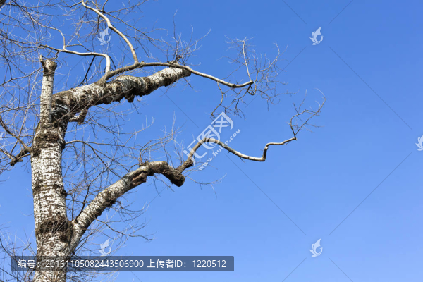 藍(lán)天的白樹