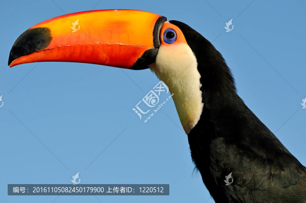 托科圖坎變成藍(lán)色
