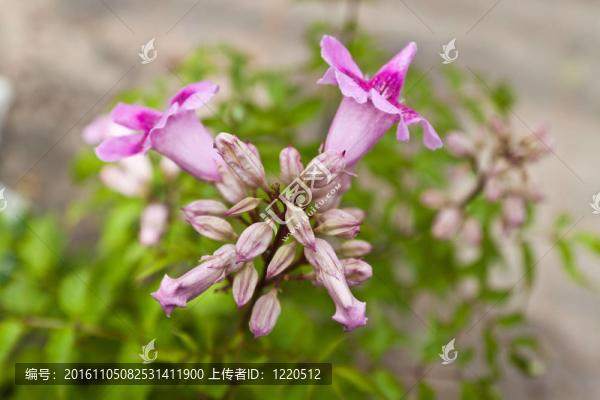 花