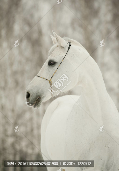 白色的馬在冬天