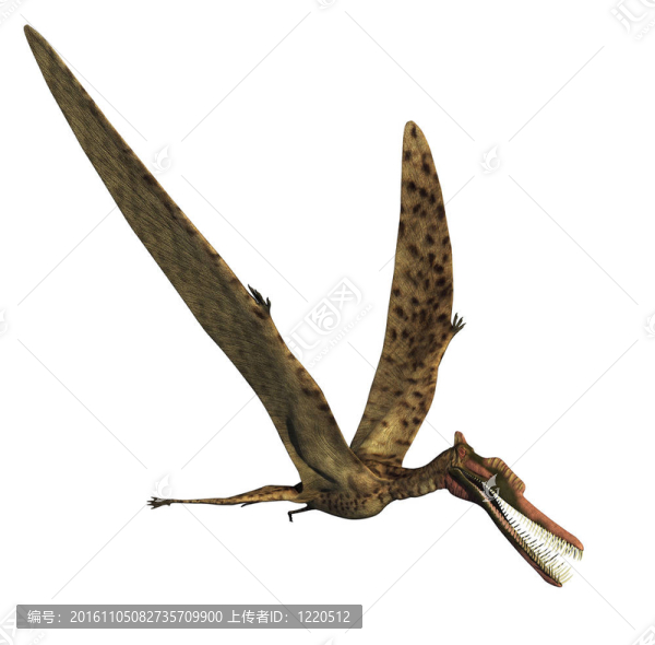 zhenyuanopterus恐龍