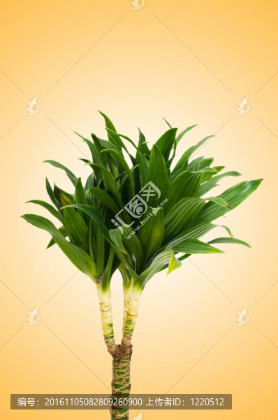 龍血樹屬植物對(duì)漸變背景