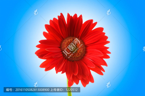 鮮花與漸變背景