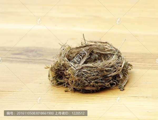 巢