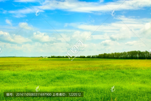 灑滿陽光的草地上