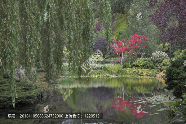 鮮艷的開(kāi)花的樹(shù)。