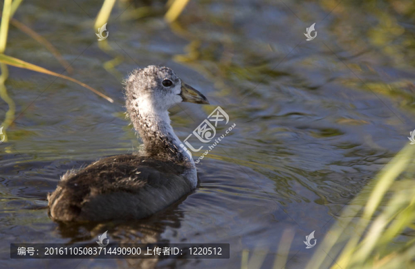 Coot,Waterhen的嬰兒