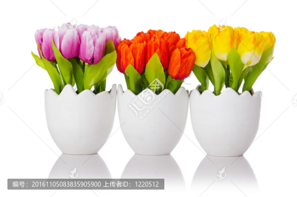 郁金香上的花是白色的