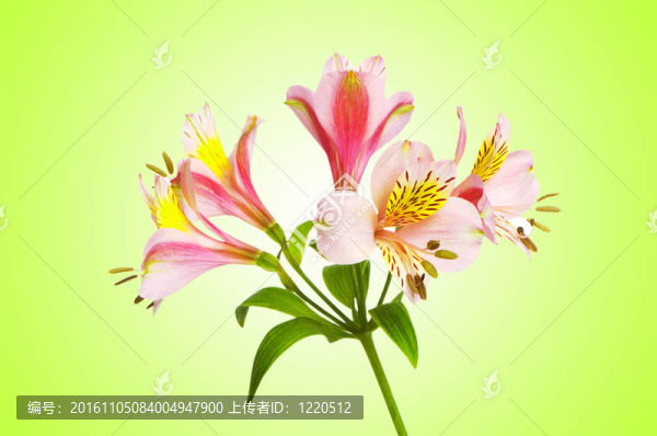 漸變背景的彩色百合