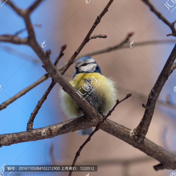 bluetit的肖像