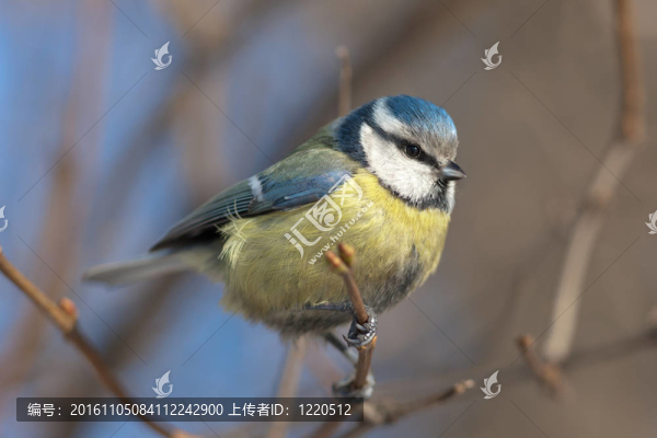 bluetit特寫