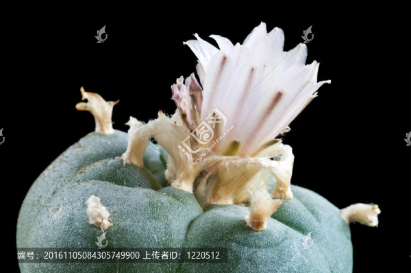 仙人掌