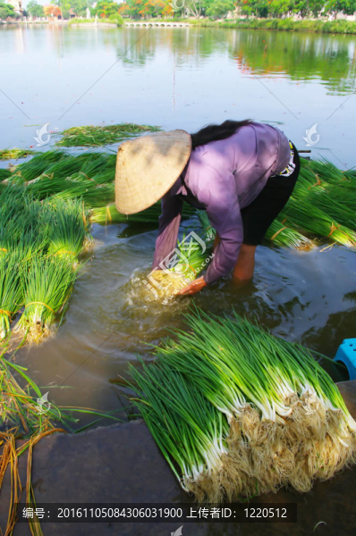 農(nóng)民洗菜