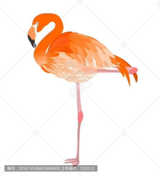 火烈鳥插圖柵格