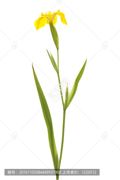 虹膜