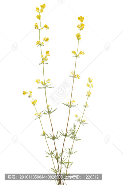 蓬子菜