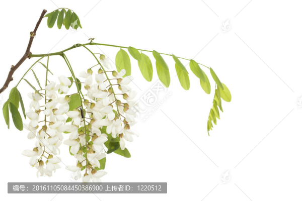 阿拉伯樹膠
