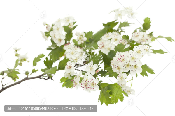 山楂