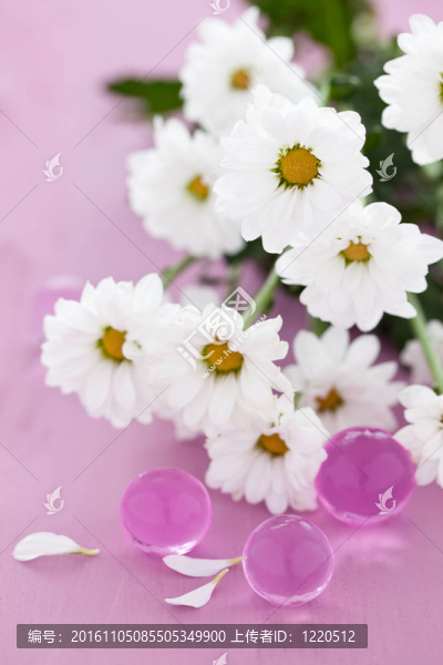 雛菊