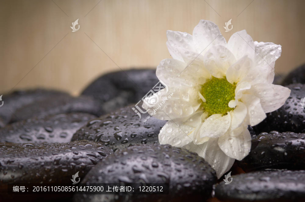 黑色石頭和花