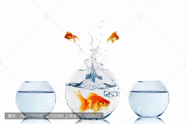 在一個魚缸里的金魚