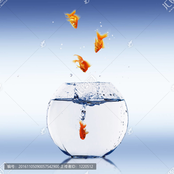 在一個(gè)魚缸里的金魚
