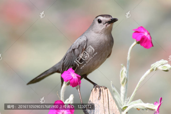 Gray,Catbird（Dumetella研究）