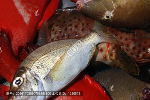 新鮮的魚