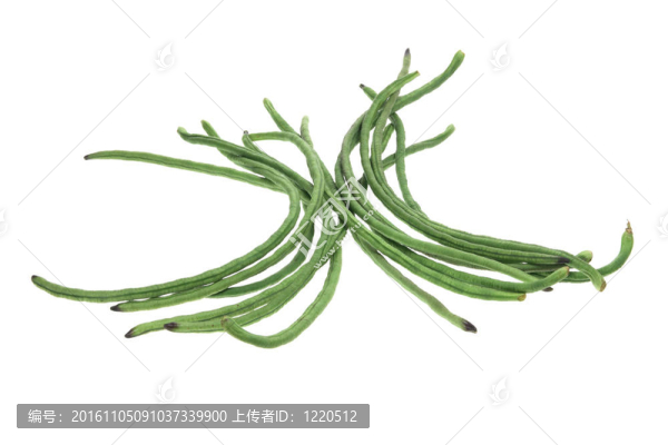 蛇豆
