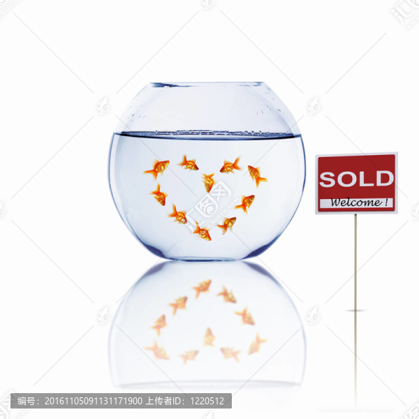 在一個魚缸里的金魚
