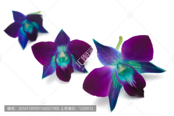 蘭花