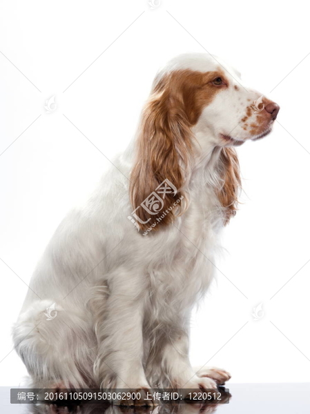 紅色的英國可卡犬