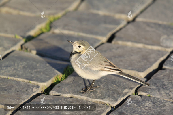 白鹡鸰